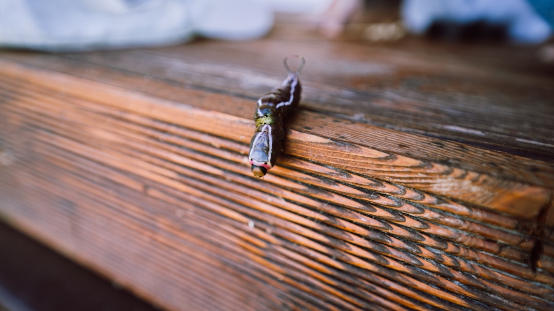 Orkin Bed Bug Treatment Cost: What Homeowners Should Expect to Pay