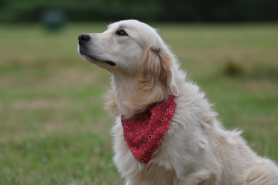 service dog training