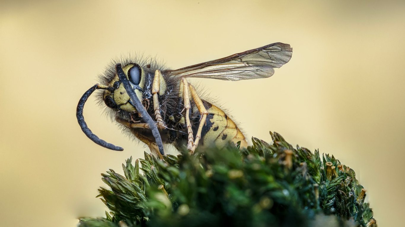 Wasp Nest Removal Cost: What Homeowners Pay and Why Prices Vary