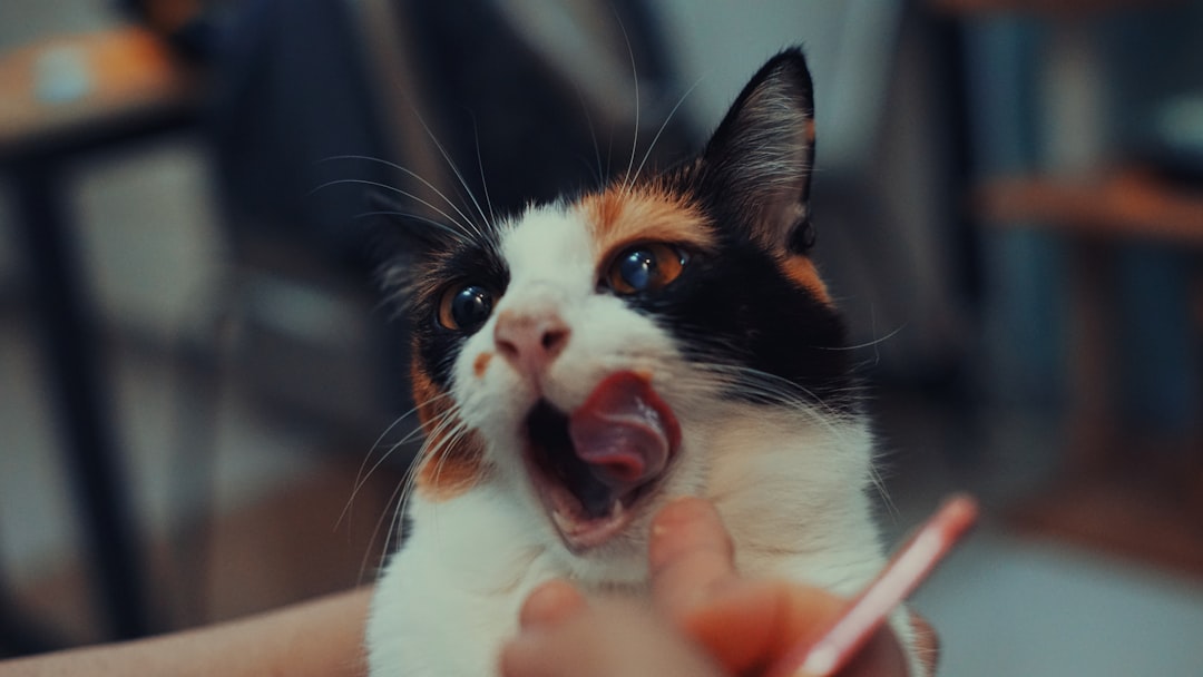 Mobile Cat Grooming: A Low-Stress Option for At-Home Feline Care