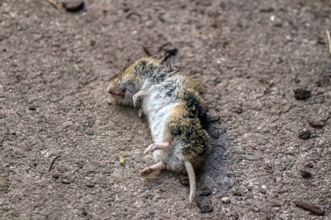 rodent control technician inspecting attic