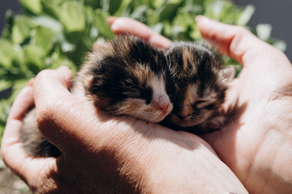Cat Nail Trimming Near Me: How to Choose a Gentle, Qualified Groomer