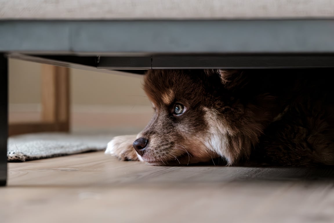 veterinarian examining dog