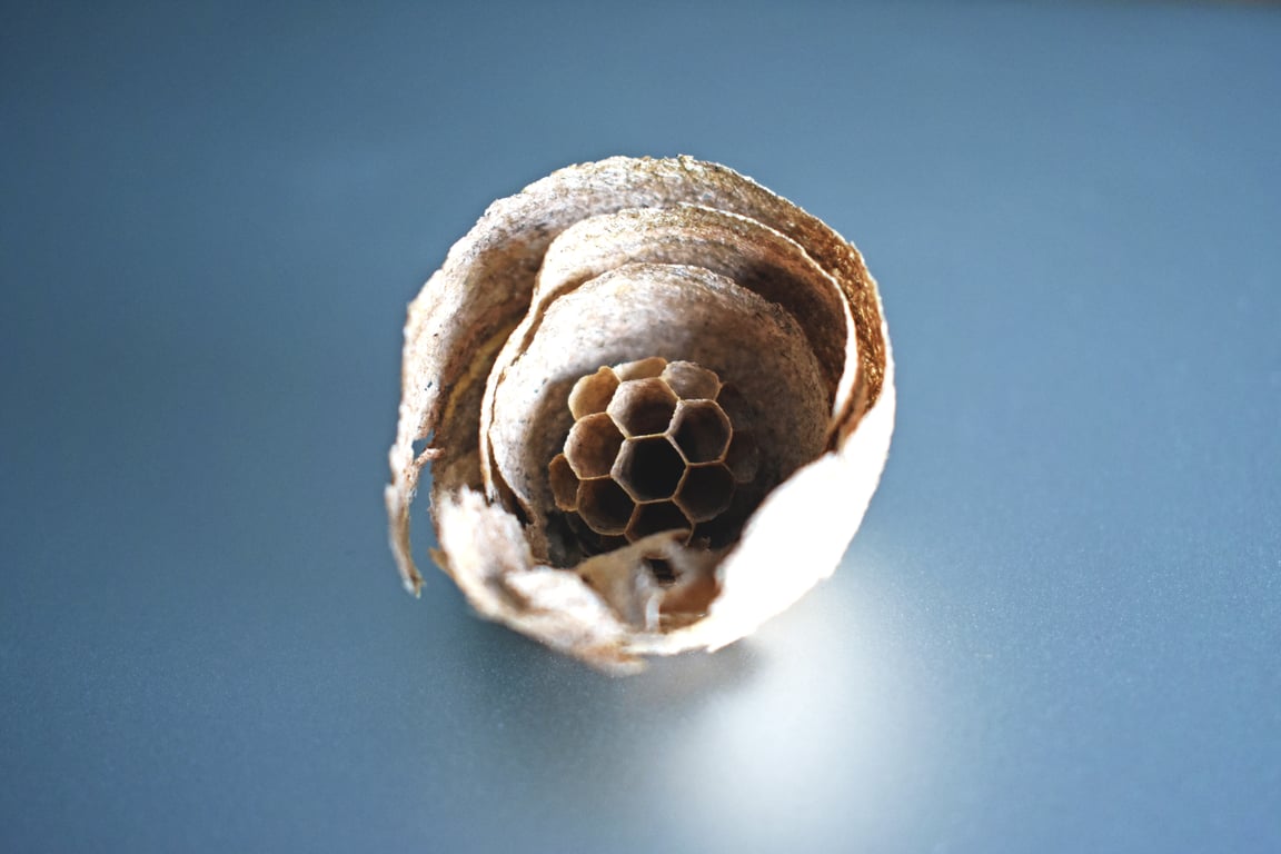 paper wasp nest