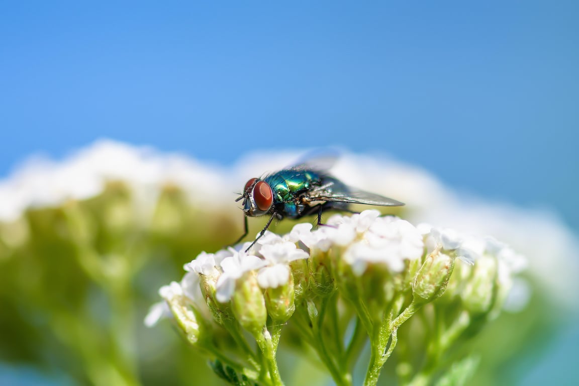 pest control technician home inspection