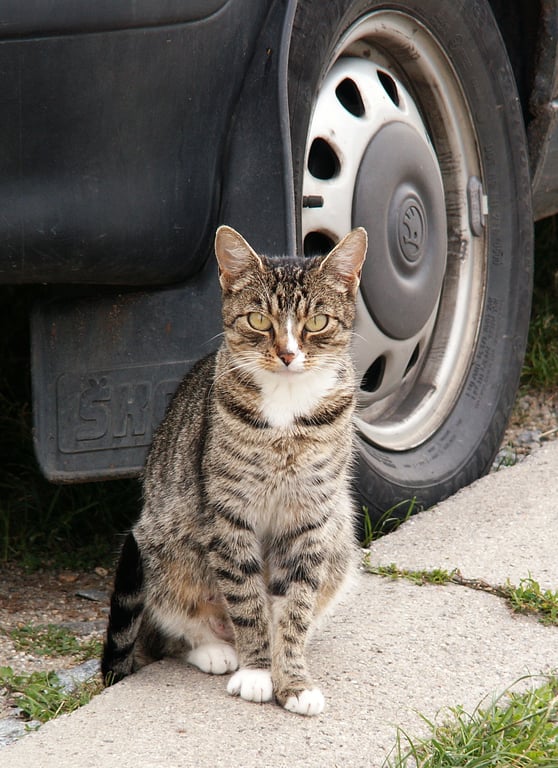 car tire
