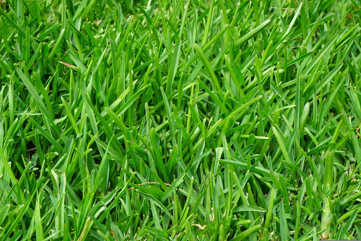 healthy green lawn mowing