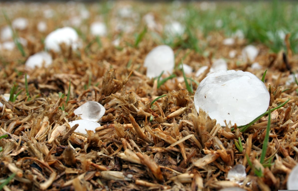 hail damaged roof shingles