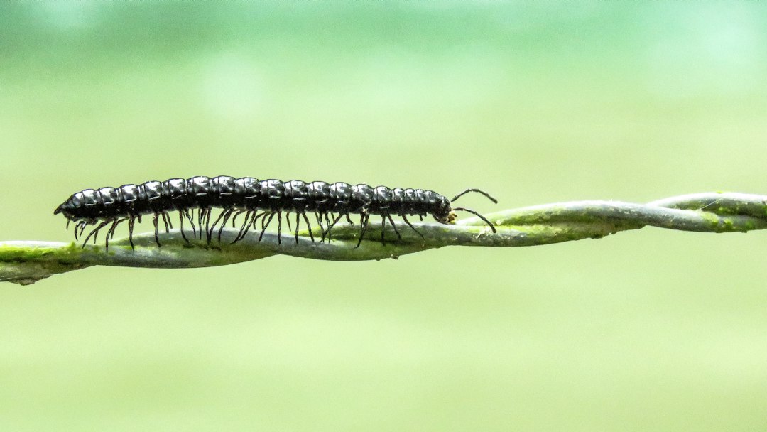 Termite Control Cost: What Really Drives the Price of Treatment