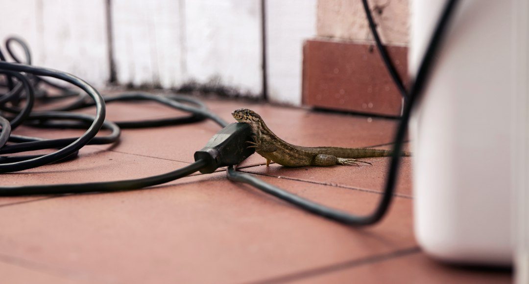Rat Control Near Me: What Homeowners Should Check Before Hiring a Local Service