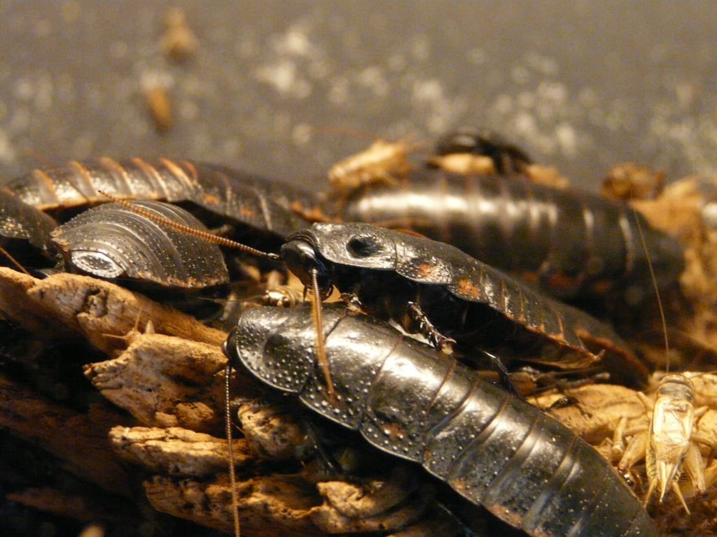 cockroach bait station