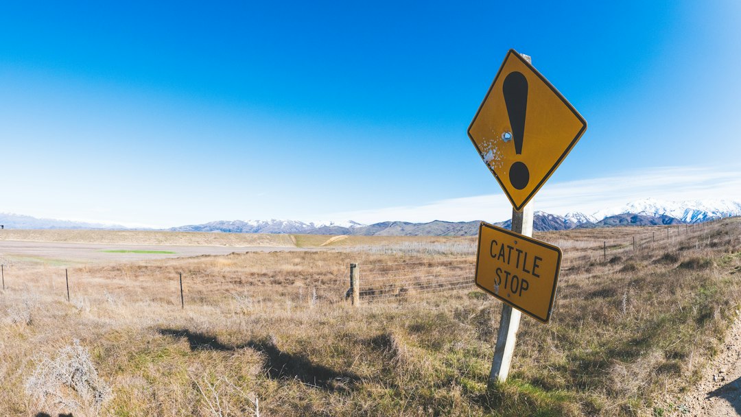 Rat Problem: Identify the Warning Signs and Take Control Early