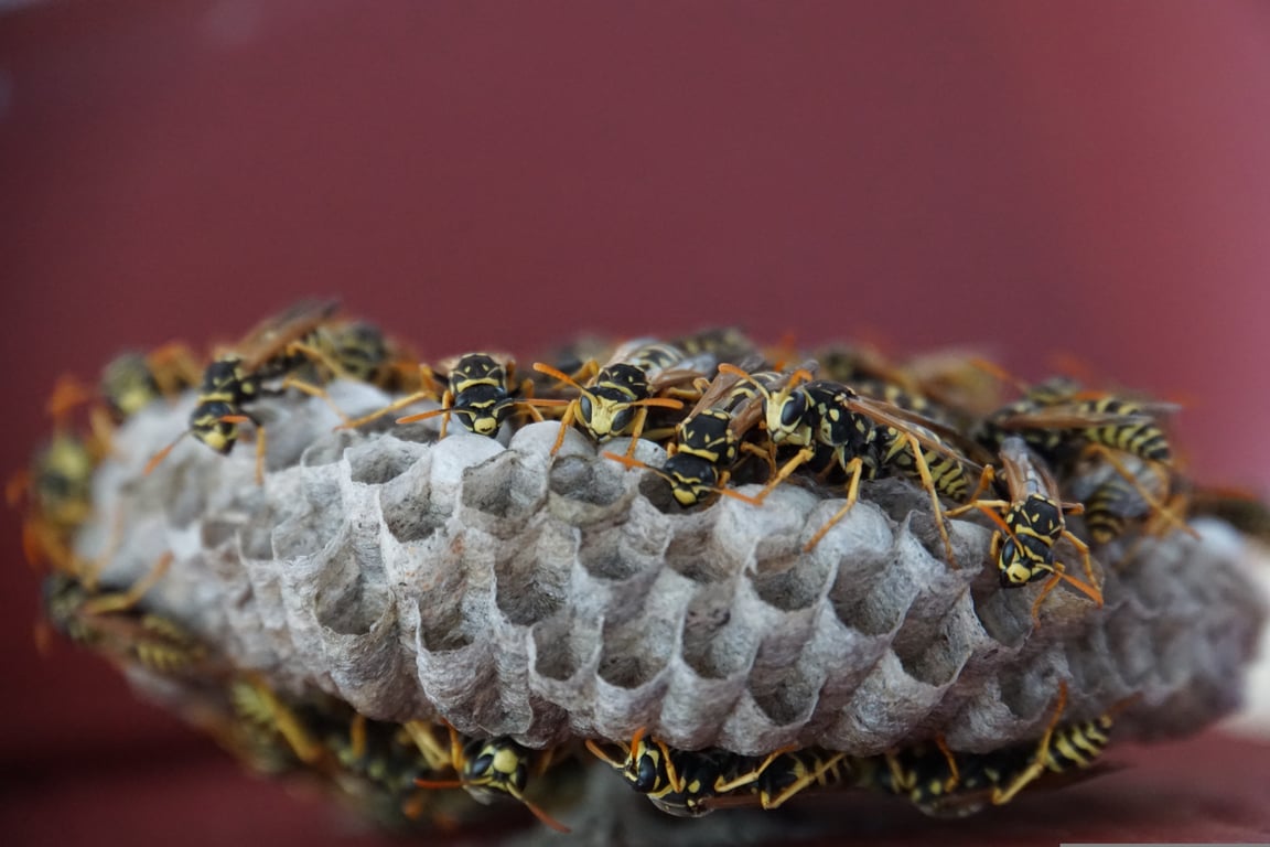 wasp nest near house