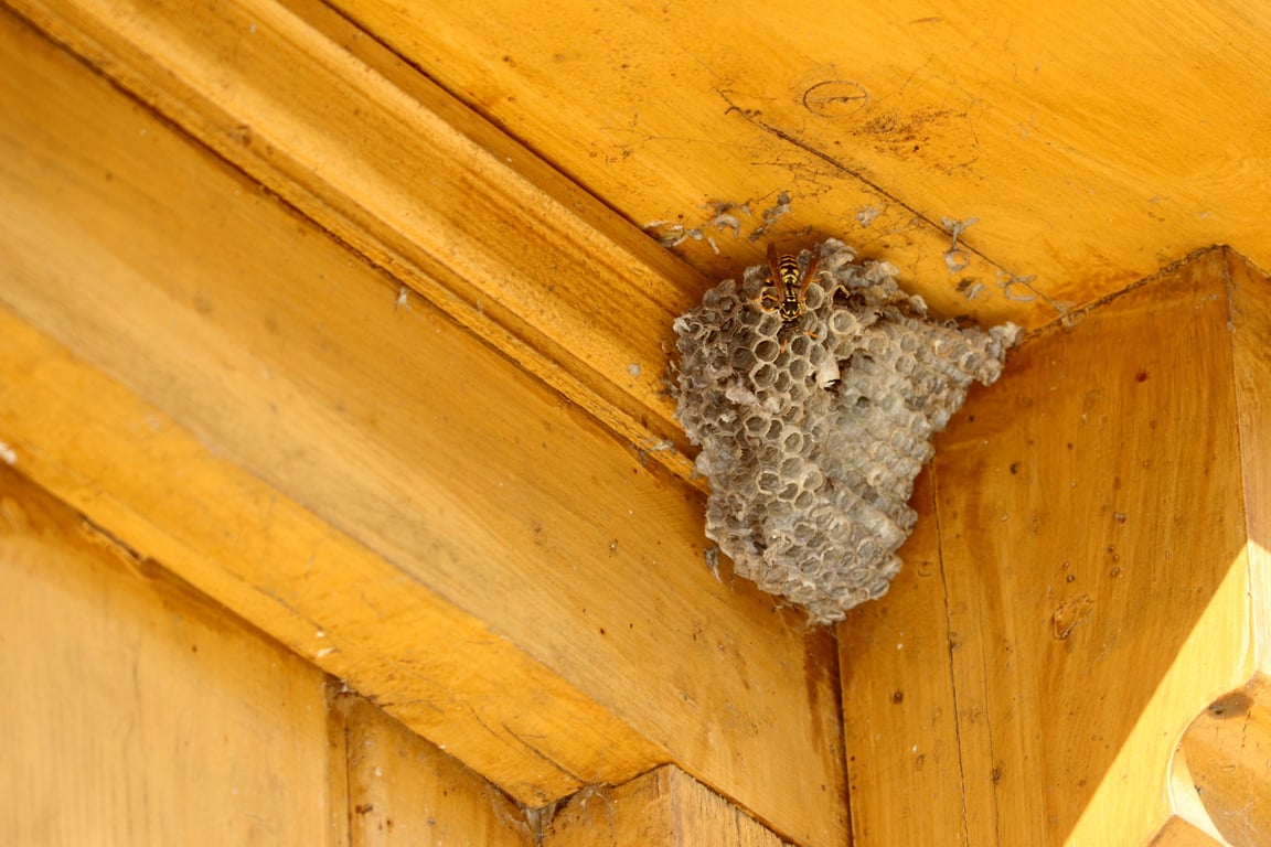 home pest control inspection