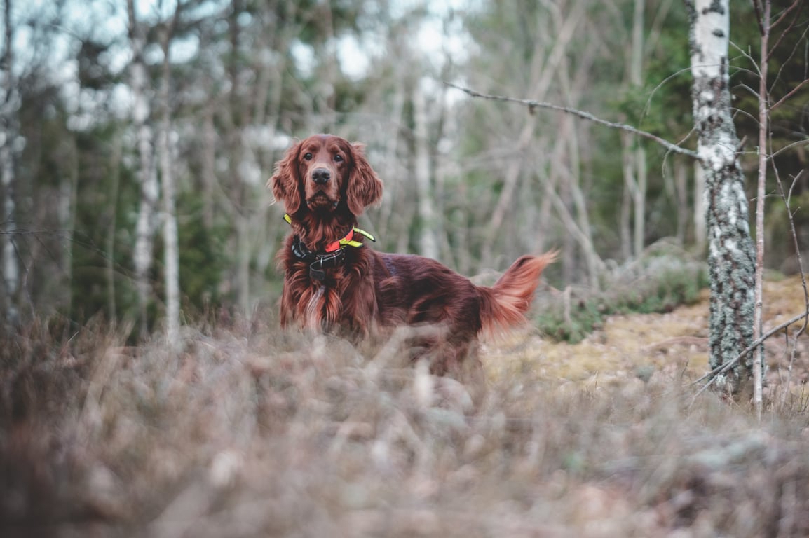 PetSmart dog training class