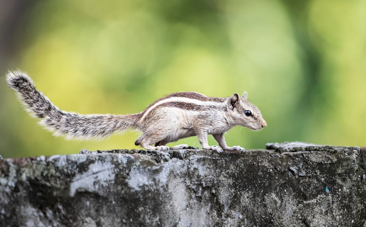 Rat Removal Near Me: How to Choose a Qualified Local Exterminator