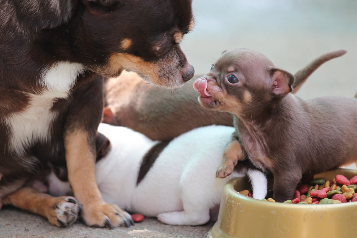 dog food bowl