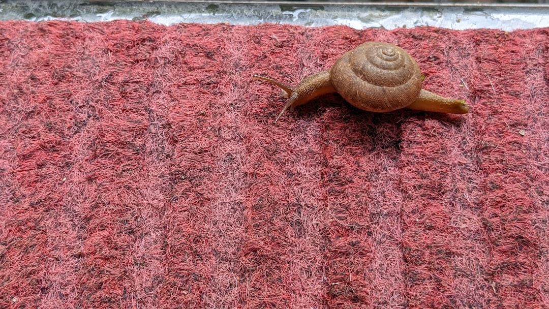 Carpet Replacement: When Repair Stops Making Financial Sense