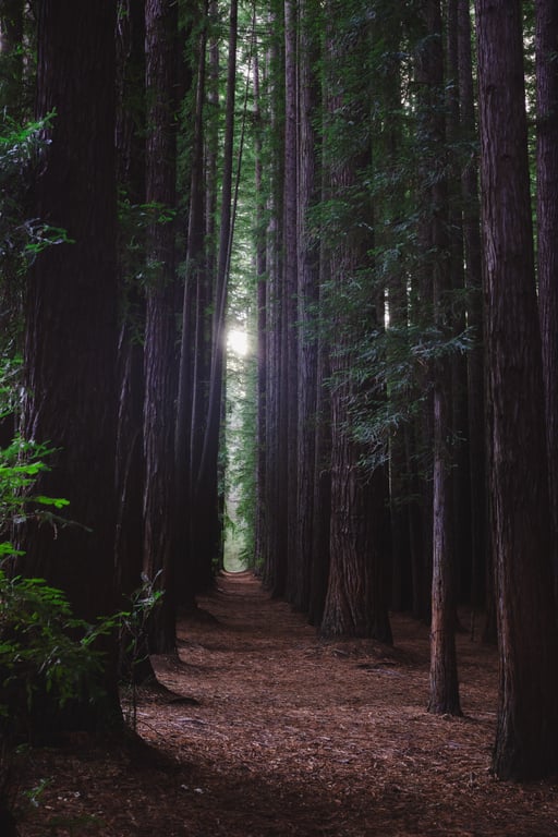 Muir Woods redwood forest
