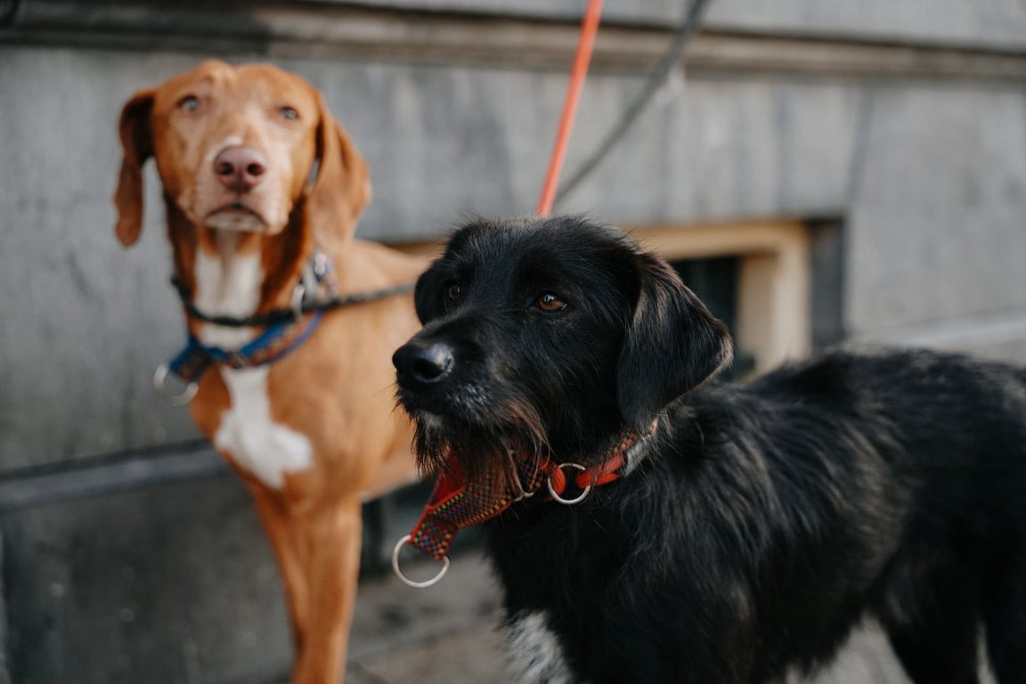 Dog Health Insurance: How to Compare Coverage, Costs, and Exclusions