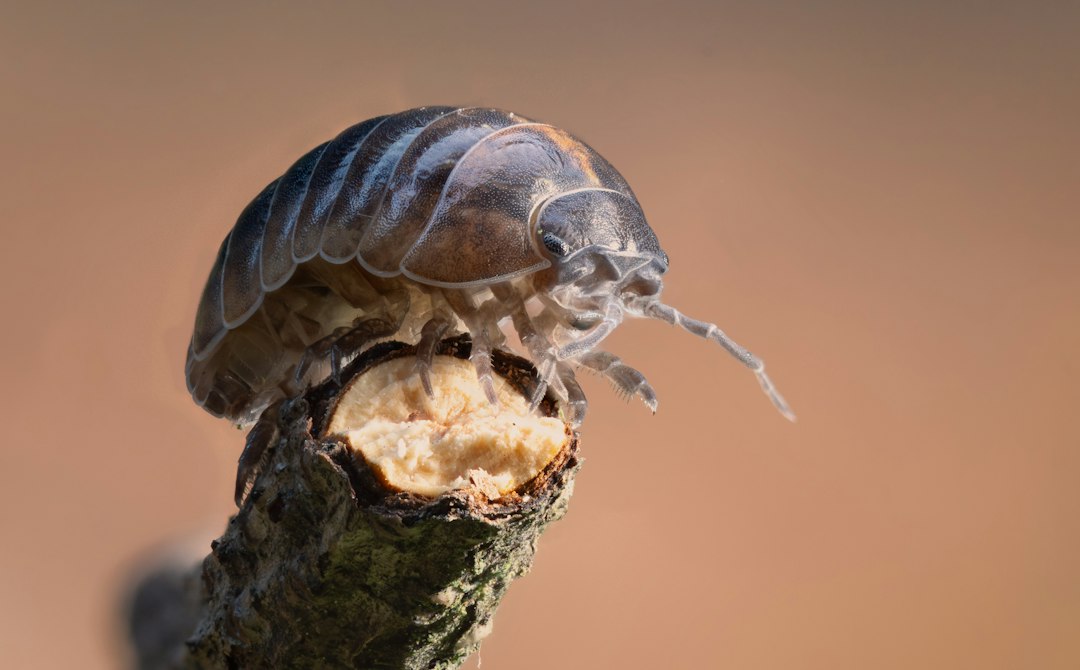 Termite Treatment Companies Near Me: How to Compare Local Experts and Choose the Right Service