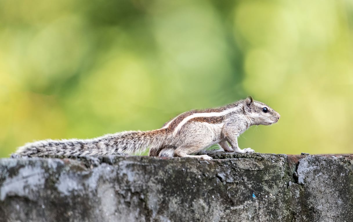 Mouse Control Near Me: How to Choose the Right Local Exterminator