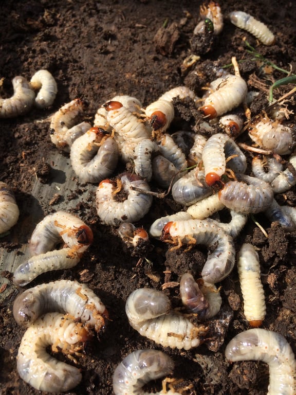 lawn grub damage