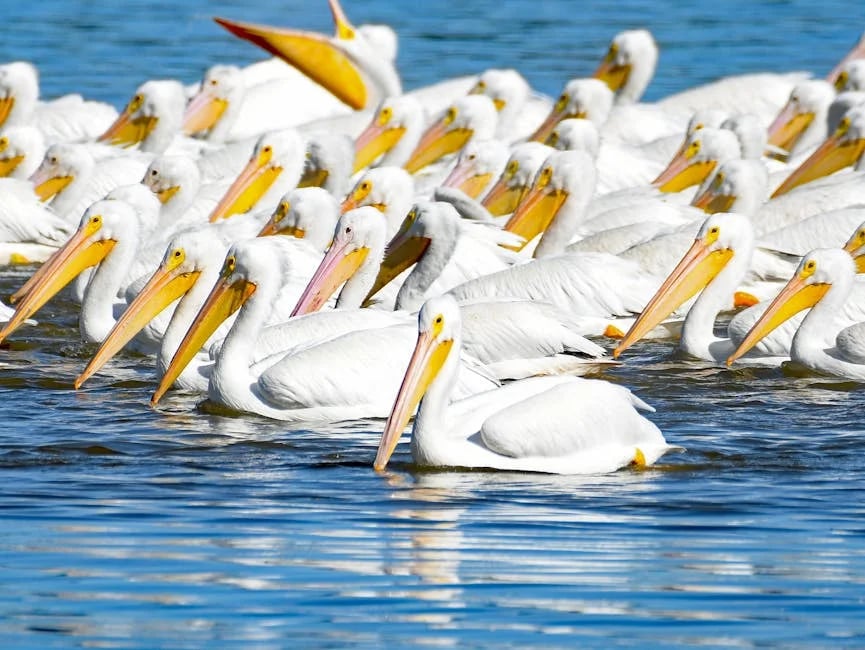 Image describing OKC vs Pelicans 2026 Top 7 Proven Keys to Win Now?
