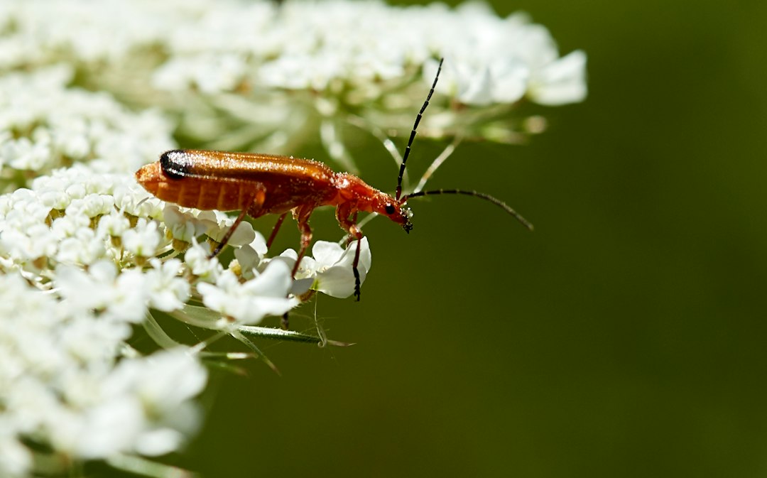 Insect Identifier: Identify Household Pests Before You Treat Them