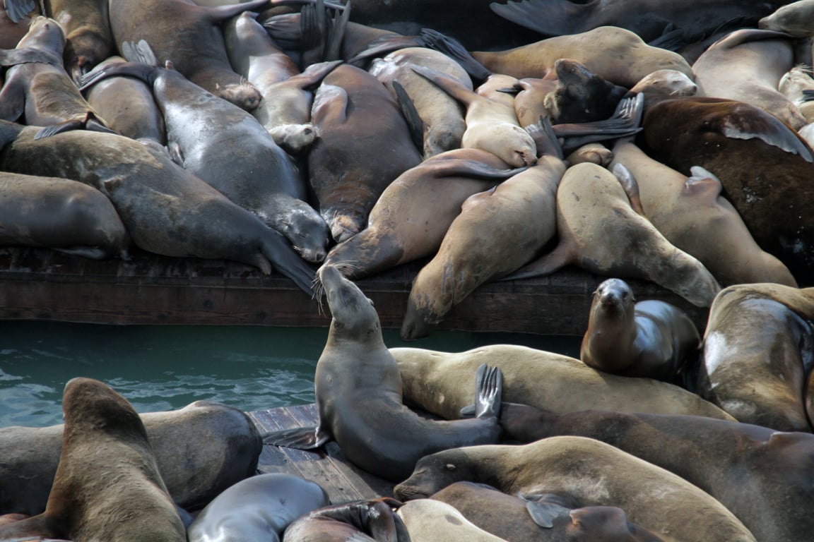 Pier 39 sea lions