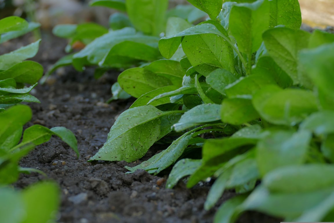 residential drip irrigation garden