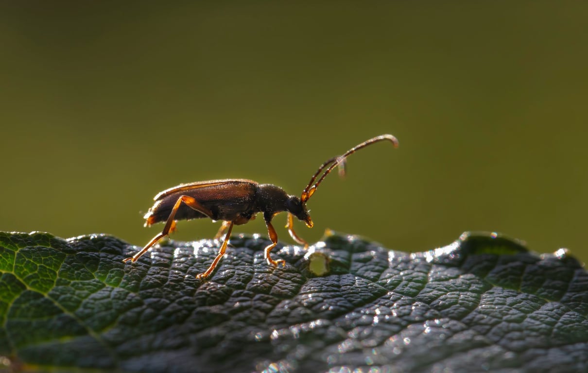 Roach Exterminator Cost: What Drives the Price of Professional Treatment