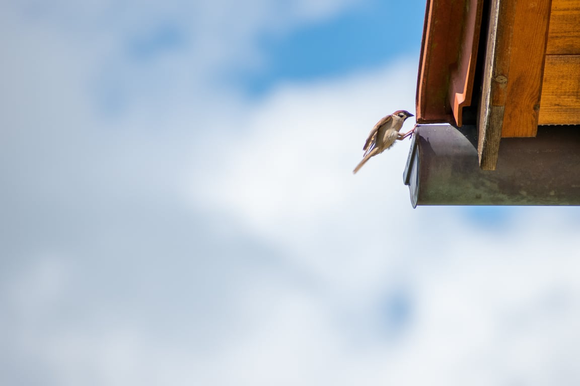 roof gutter replacement