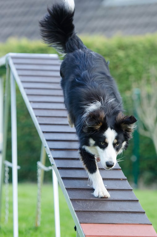 psychiatric service dog training