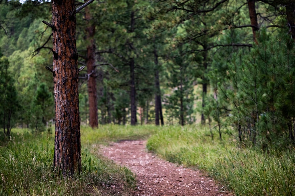 wooded hiking trail