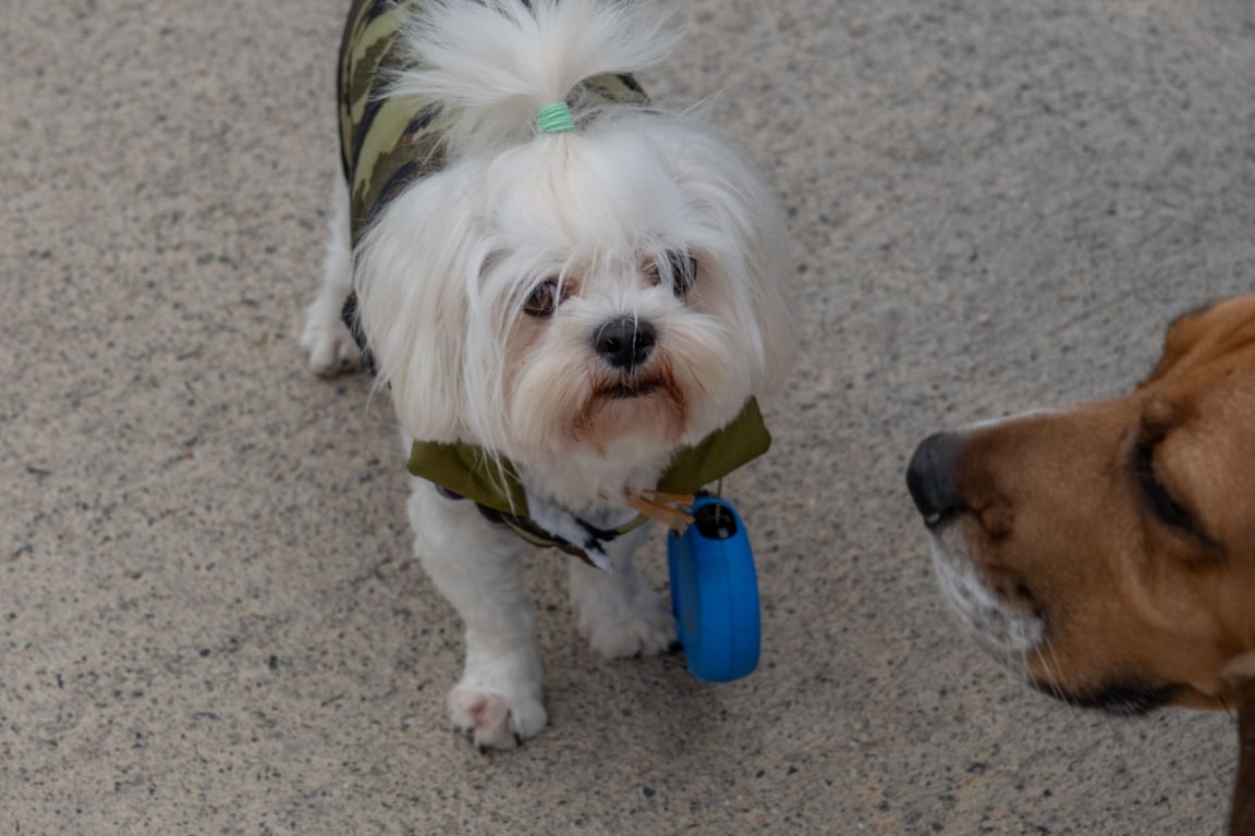 Low Cost Dog Grooming Near Me: How to Compare Local Services Without Sacrificing Care