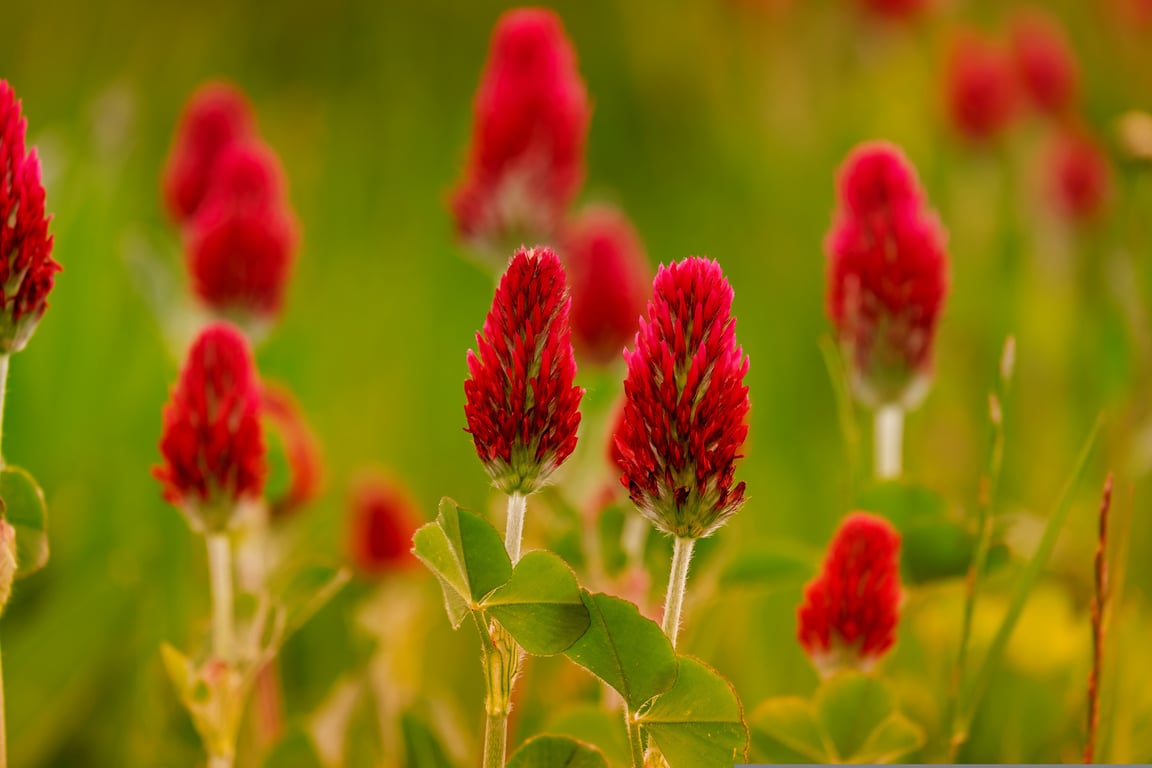 clover mites on windowsill