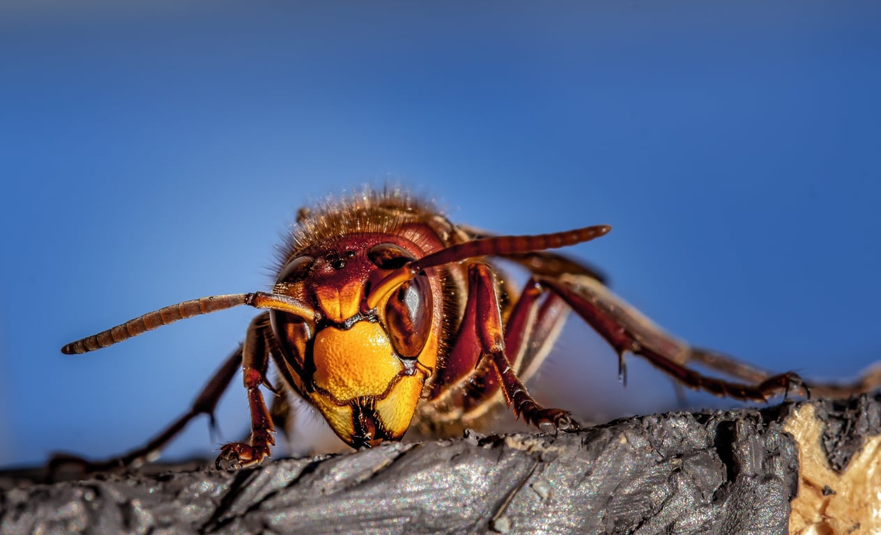 home pest control inspection