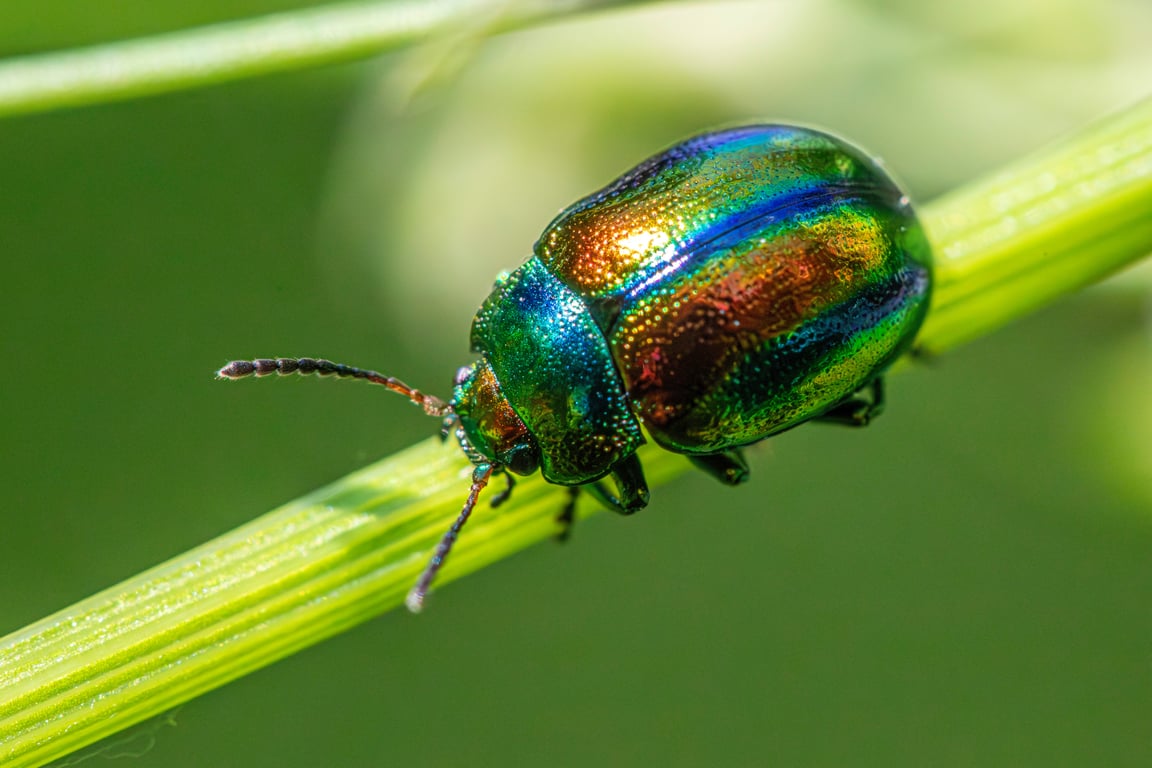 professional pest control technician