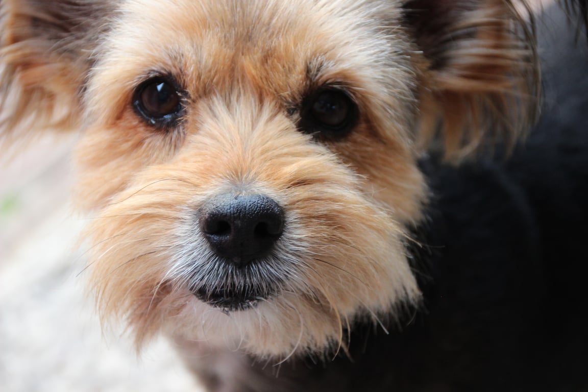 senior dog veterinary checkup