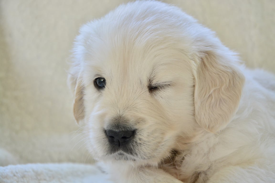 Royal Canin Veterinary dog food
