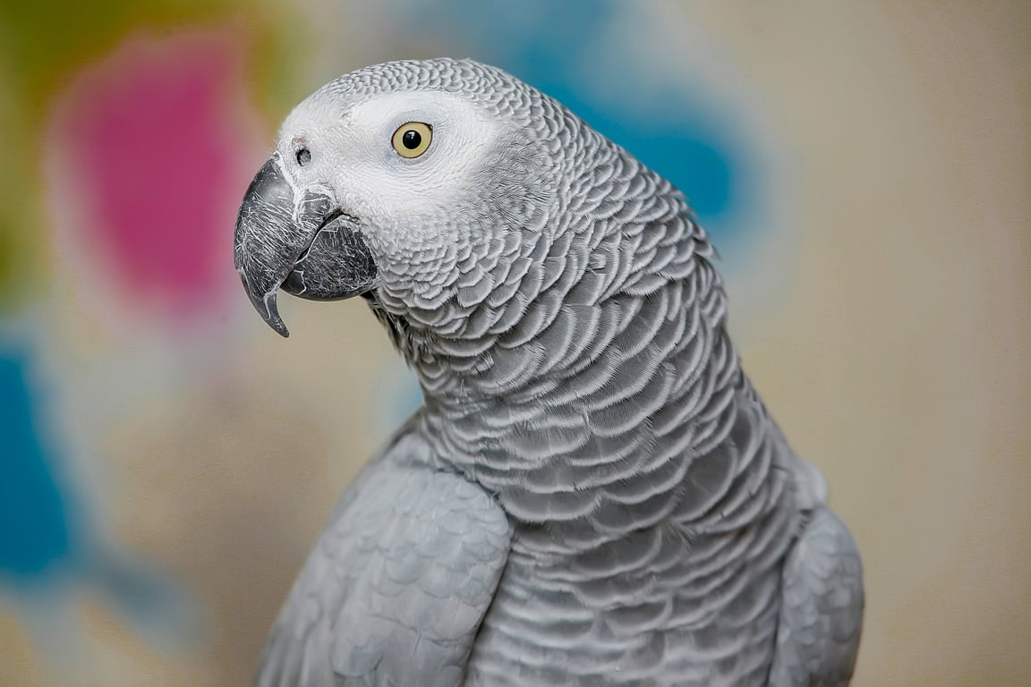 African grey parrot eating pellets