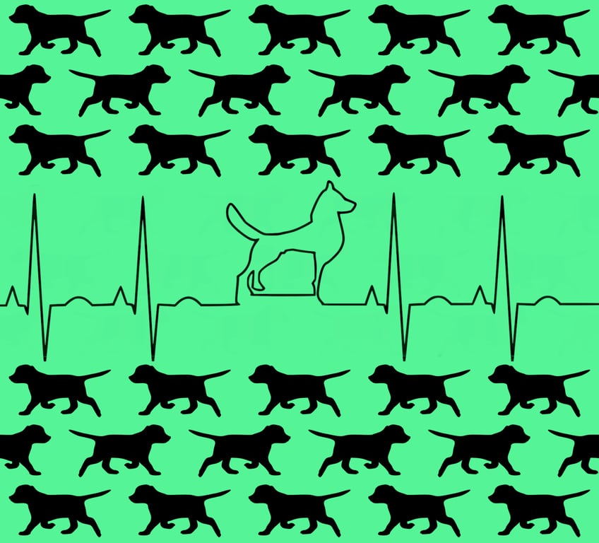 dog veterinary examination