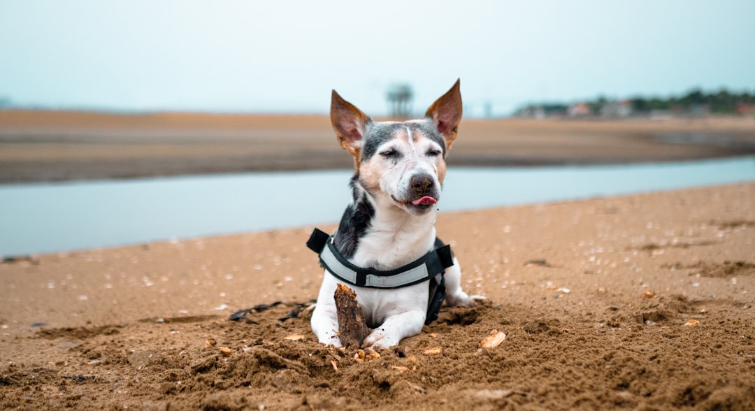 Dog Insurance Plans: How to Compare Coverage, Costs, and Exclusions