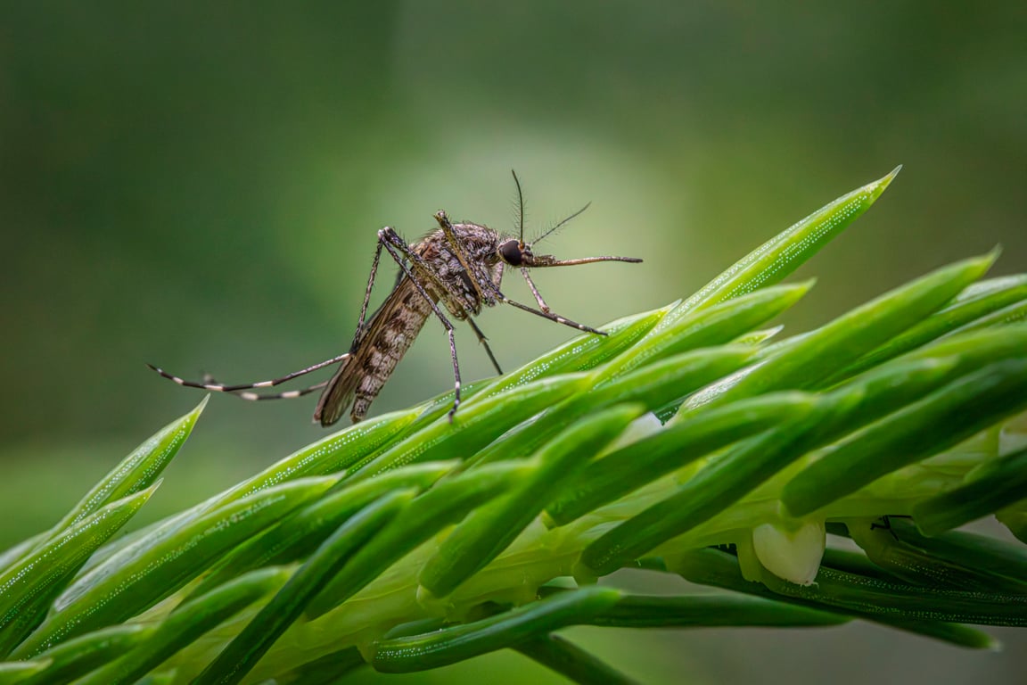 backyard mosquito treatment