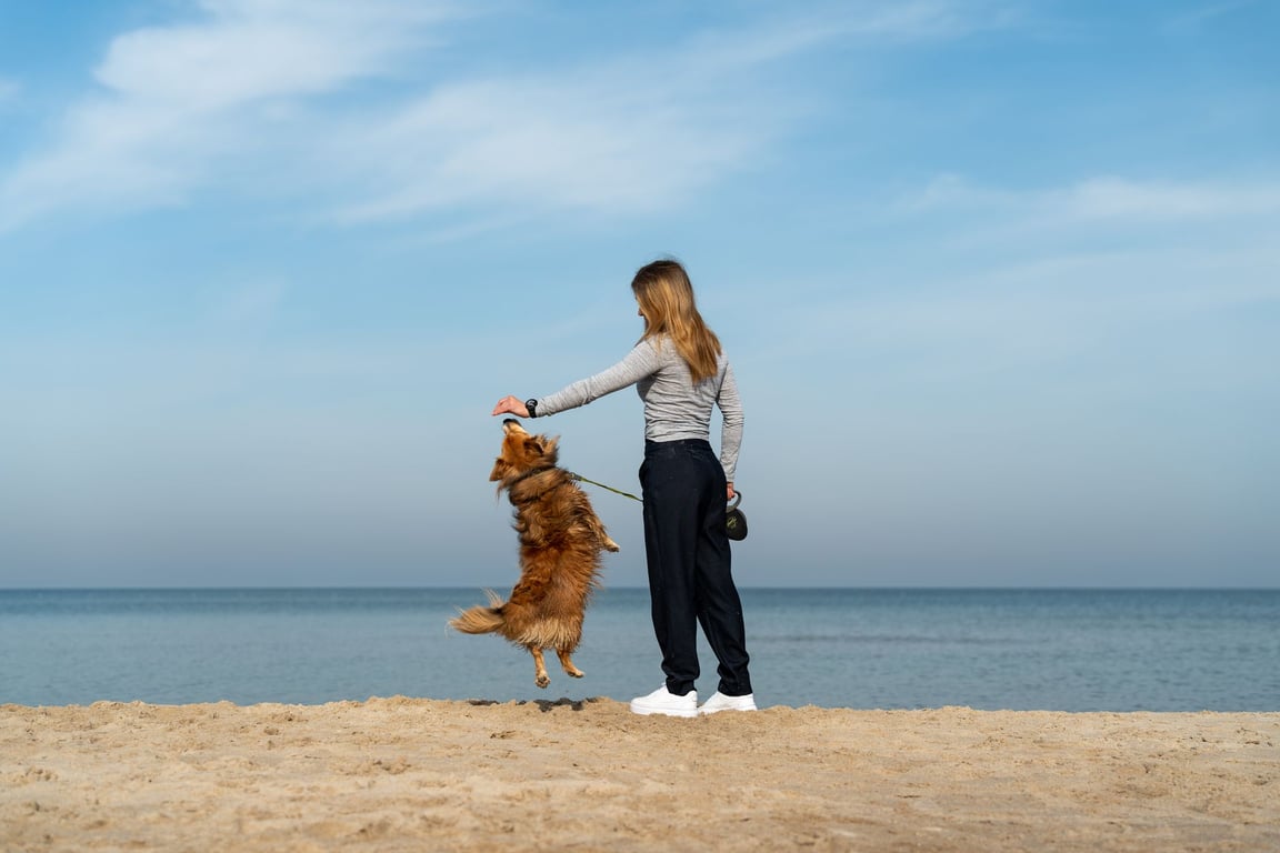 USAA Pet Insurance: What Pet Owners Should Compare Before Choosing Coverage