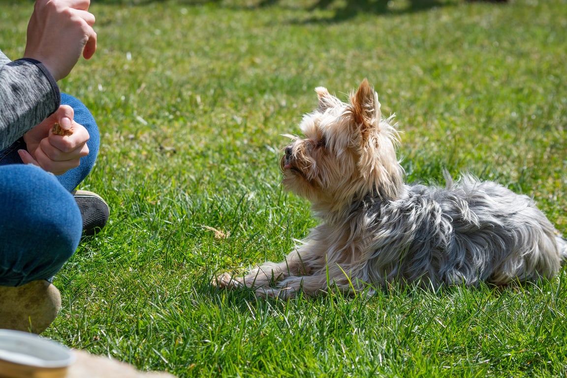 dog training class