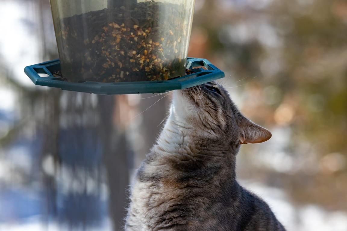 cat microchip feeder