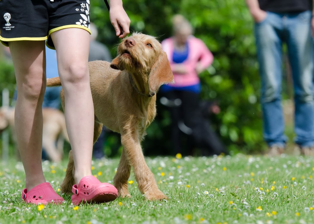 dog grooming training