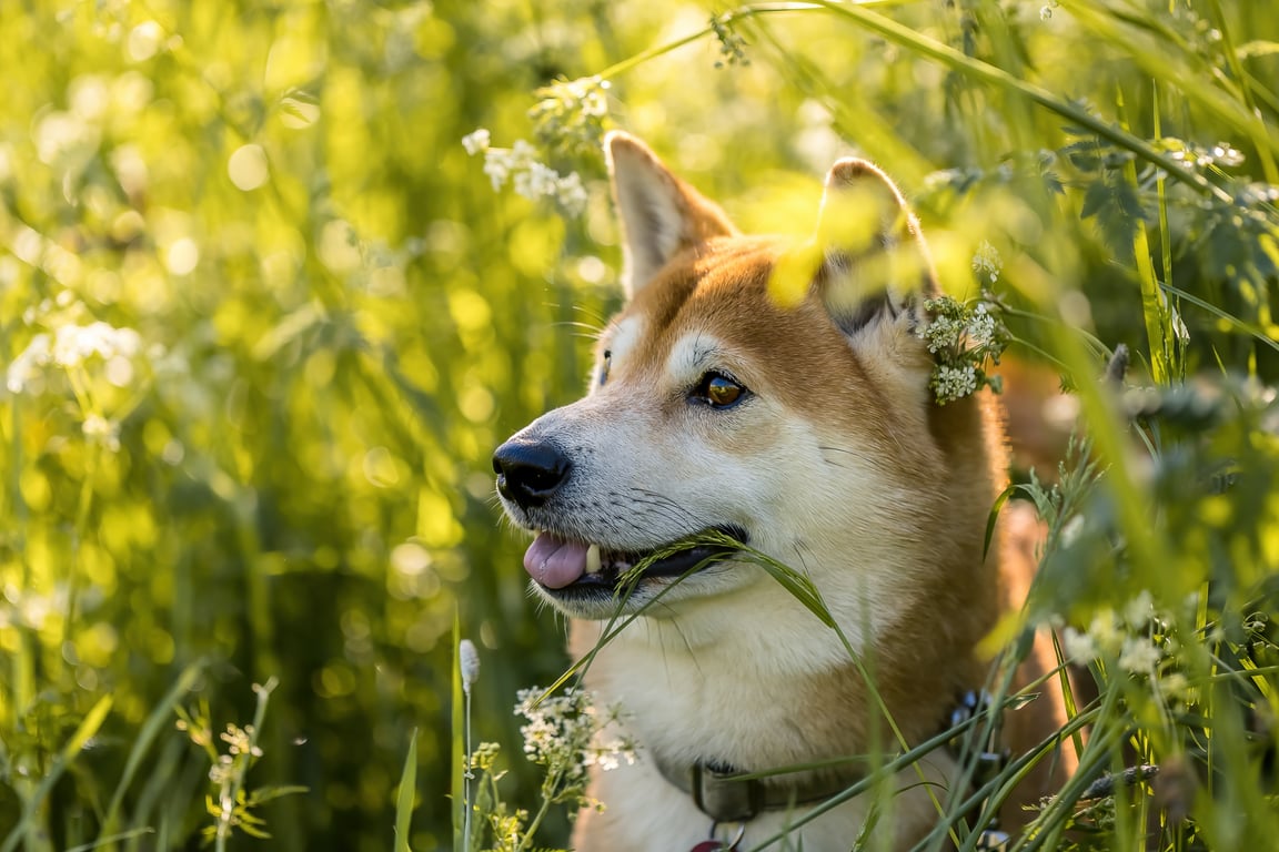 veterinarian examining dog